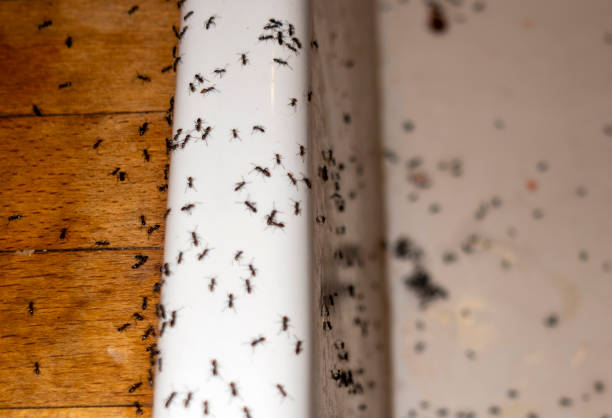 Pest Control for Restaurants in Bangor, ME